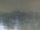 Abfischen_11