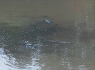 Abfischen 2008