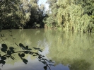 Bilder vom Angelweiher_19