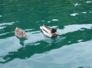Walchensee 2007_14