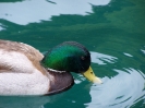 Walchensee 2007_15