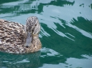 Walchensee 2007_16